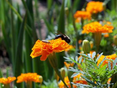 蜜蜂, 昆虫, 自然, bug, 花粉, 花, 橙色