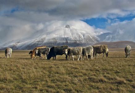 牛群, 牛, 草, 字段, 附近的, 山, 多云