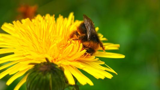 蜜蜂, 春天, 花粉, 黄色的花