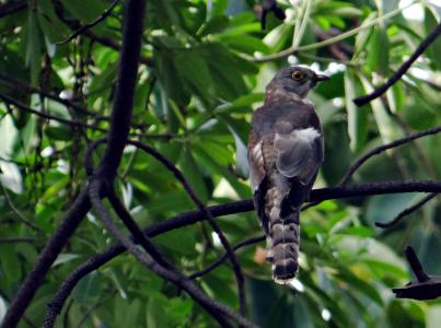 brainfever 鸟, 普通鹰杜鹃, 杜鹃, 鸟, hierococcyx varius, 加济阿巴德, 印度