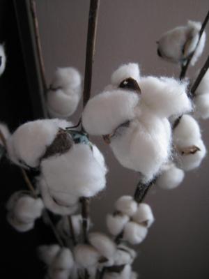 棉花, 植物, 白色, 绵