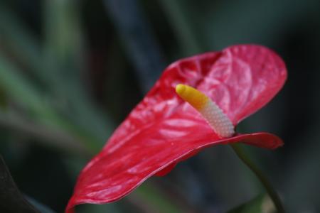 蒙特利尔植物园, 花, 雌蕊, 红色, 宏观, 自然, 植物