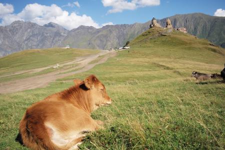 红衣主教斜线, 母牛, 教会, 山, 自然, 在晴朗的日子, 牲畜