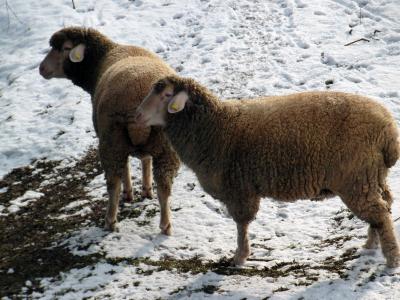 羊, 冬天, 牧场, 雪, 羊毛