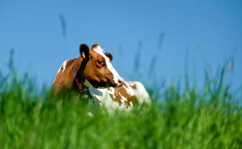 母牛, 动物, 棕白色, 牧场, 太阳, 自然, 草