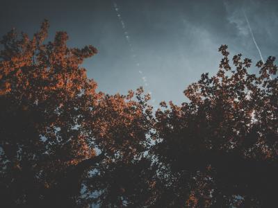 照片, 树木, 云彩, 天空, 植物, 自然, 秋天
