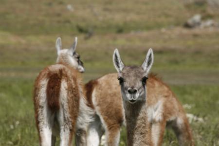 羊驼, 动物, 南北美洲, 巴塔哥尼亚