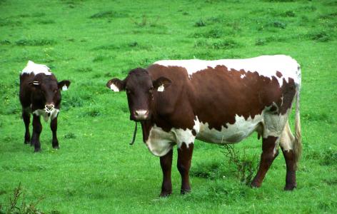 母牛, 小牛, 牧场, 瑞士