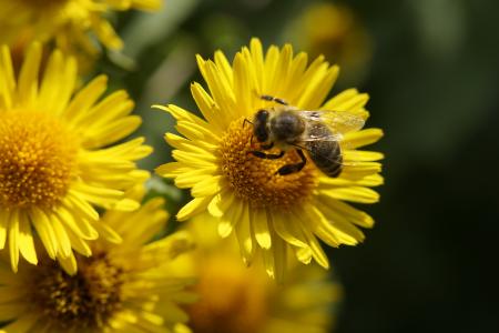 蜜蜂, 花蜜, 花粉, 授粉, 收集花粉, 花, 夏季