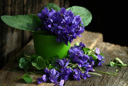紫罗兰色, 静物, 春天的花朵, 1, 花, 紫色, 新鲜