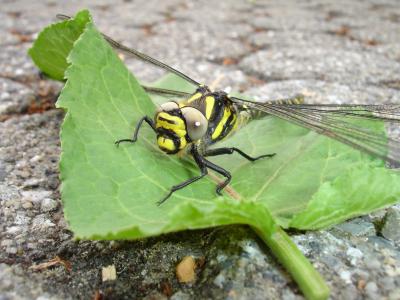 蜻蜓, 昆虫, 黄色, 飞行的昆虫