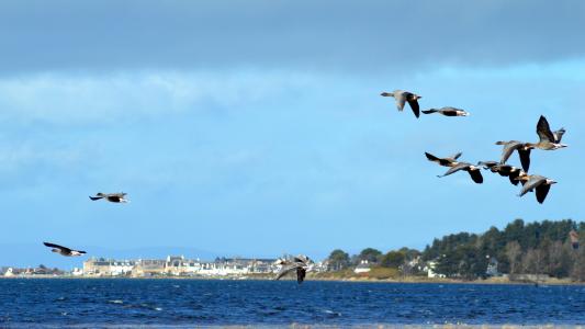 鸟类, 鹅, 芬德霍恩湾