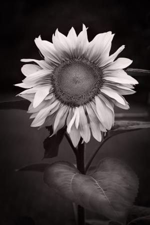 向日葵, 摘要, 黑色白色, 花, 花瓣, 脆弱, 头花