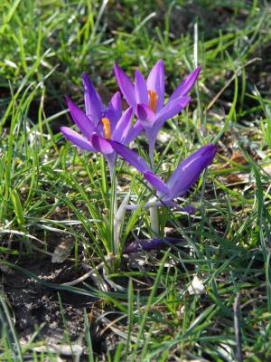 番红花, 紫色, 紫罗兰色, 花, 开花, 绽放, 春天