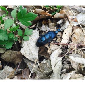 甲虫, 蓝色, 动物, 自然, 昆虫