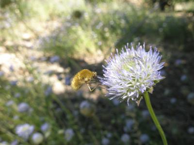 昆虫, 花, 自然, 大黄蜂, 植物, 特写, 夏季