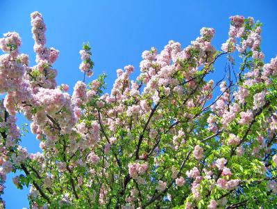 花朵, 春天, 花, 蓝色, 天空, 粉色, 绽放