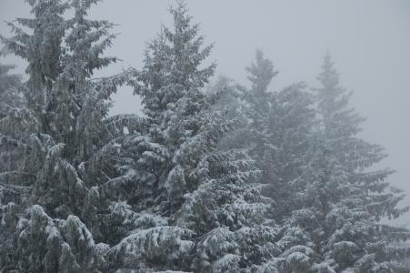 冷杉, 雪, 冬季景观
