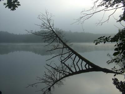 湖, 雾, 树