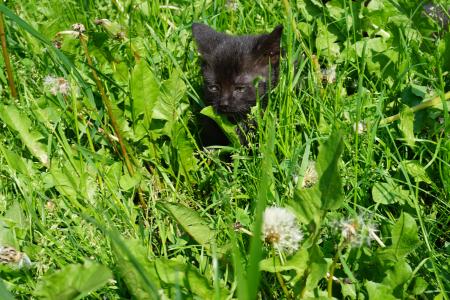 猫咪宝贝, 草甸, 年轻的猫, 草, 一种动物, 野生动物, 动物