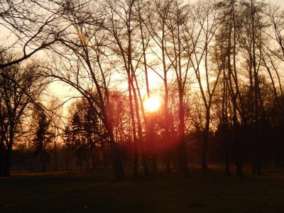 太阳, 西, 春天, stromovka, 树木