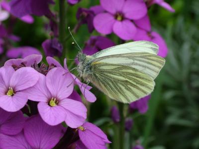 蝴蝶, 春天, 绿脉白, 摄政公园