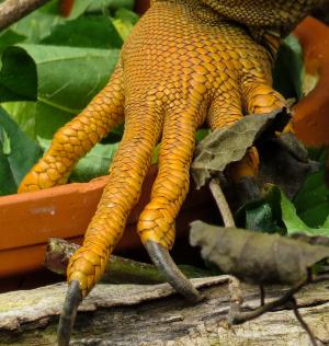 鬣蜥, 爪, 手指, 龙, 规模, 蜥蜴