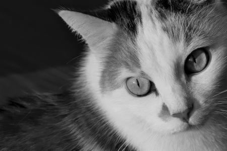 猫, 动物, 黑色和白色, 宠物, 家猫, 猫的眼睛, 白色