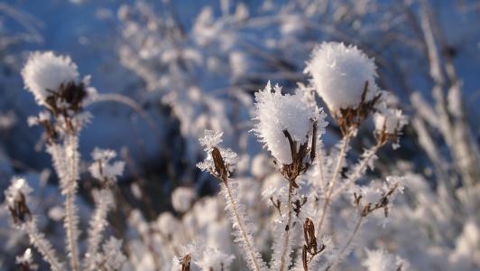 雪, 植物, 的心脏, 分支机构, 嗖嗖声, 景观, 白色