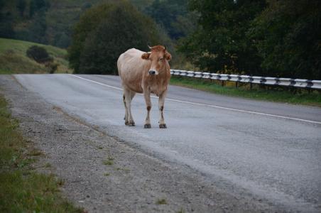 路上的母牛, 自然, 母牛, 道路, 动物