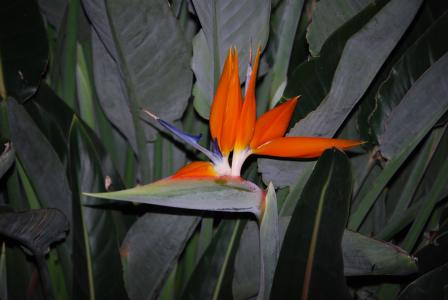 鹦鹉花, 有尾目, 开花, 绽放, 橙色, 花, 天堂鸟之花