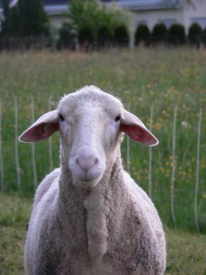 羊, 动物, 自然, 羊毛, 头, 农场, 牲畜