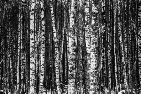 桦木, 森林, 树木, 木材, 自然, 冬天, 模式