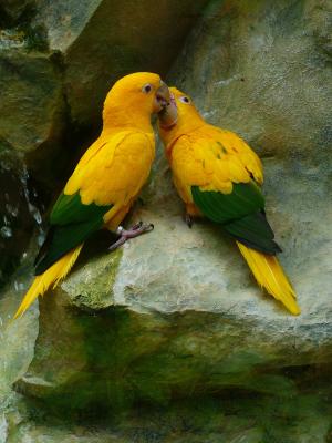 金鹦鹉, 几只鸟, 夫妇, 鸟类, 黄色, 绿色, 多彩