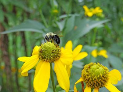 蜜蜂, 授粉, 工蜂, 昆虫, 花粉, 授粉, 授粉