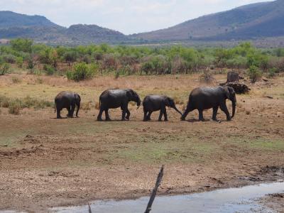 大象, 羊群, 小象, 长鼻目, 野生动物园, 厚皮类动物, 南非