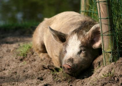 猪, 母猪, 快乐猪, 地球, 动物, 睡觉, 小猪