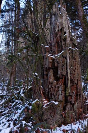 树桩, 木材, 森林, 雪, 冬天, 烂