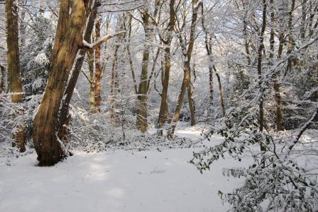 雪, 冬天, 森林, 树, 降雪量, 感冒, 冻结