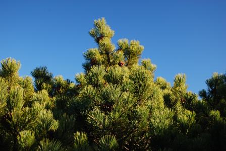 kosodrzewia, 植被, 绿色, 自然, 树, 蓝色, 天空