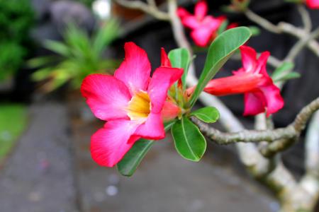邦加邦加, merah 浪费, 印度尼西亚, 花, 植物区系, 美丽, 粉色