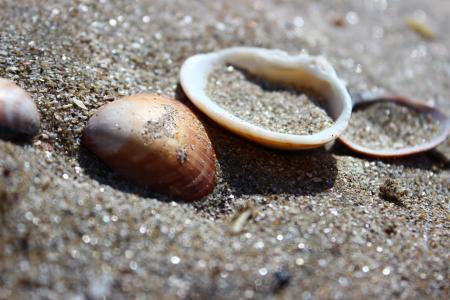 海滩, 贝壳, 海, 动物的壳, 沙子, 自然, 特写