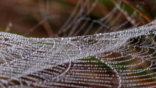 蜘蛛网, 滴眼液, 露水, 地方, 自然