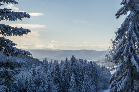 照片, 松树, 树, 覆盖, 雪, 自然, 景观