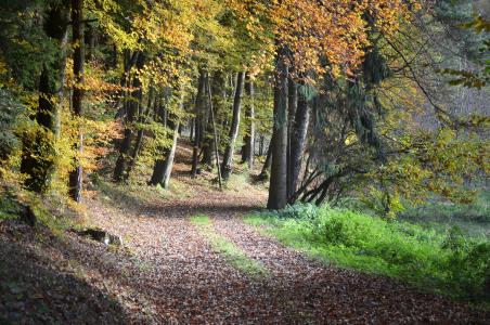 林间小径走, 秋天, 树木, 秋天的颜色, 秋光