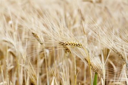 自然, 植物, 谷物, 耳朵, 粮食, 农业, 小麦