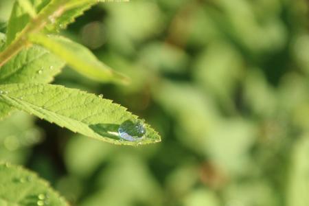 叶, 水一滴, 滴灌, 珍珠, 雨滴, 自然, 绿色的颜色
