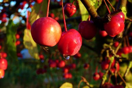 野苹果, 红色, 自然, 花园, 秋天, 雨滴, 浆果
