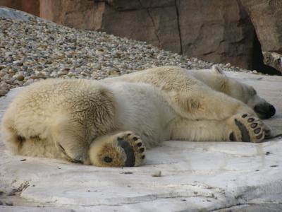 睡觉, 北极熊, 睡眠, 国家行动方案, 放松, 感冒, 冬天