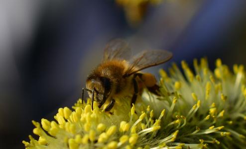 蜜蜂, 宏观, 昆虫, 植物, 花粉, frühlingsanfang, 授粉
